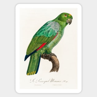 The Southern Mealy Amazon, Amazona farinosa from Natural History of Parrots (1801—1805) by Francois Levaillant. Sticker